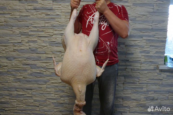 Индюшата суточные, тяжёлый кросс Биг6