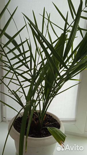 Комнатные цветы