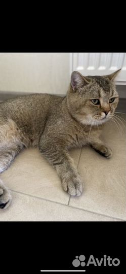 Вязка шотландский котик