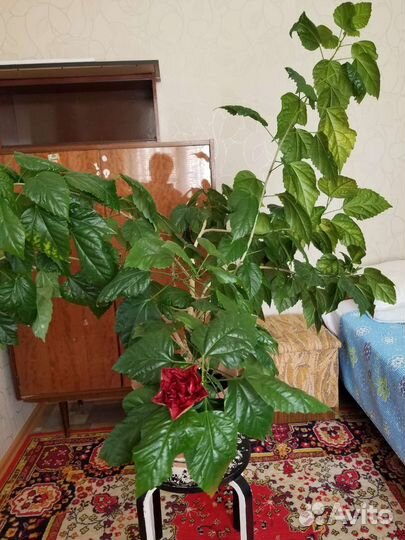 Китайская роза