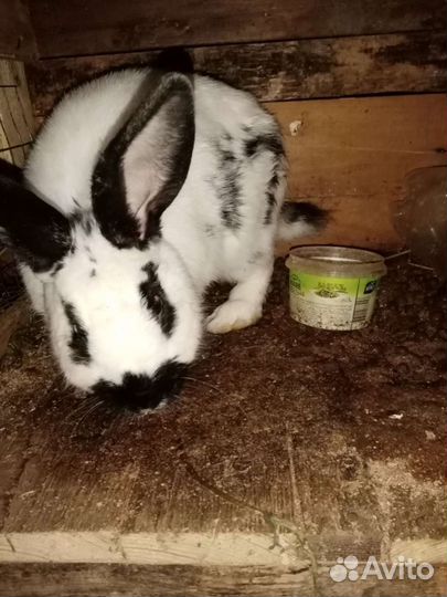 Кролики белый паннон