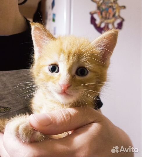 Отдам котёнка в добрые руки