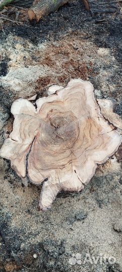 Спилы дерева из короля карагача