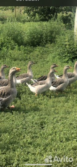 Гусята