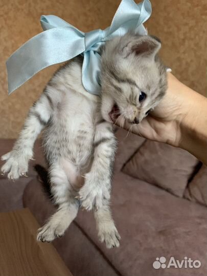 Шотландские котята