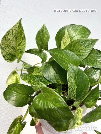 Сциндапсус марбл квин