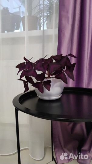 Кислица оксалис