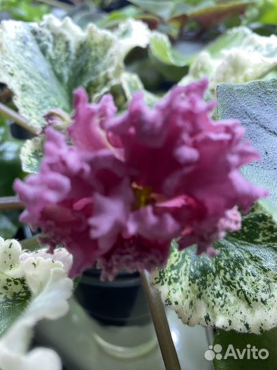 Цветущие фиалки