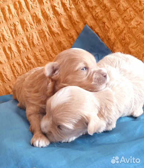 Щенки мальтипу