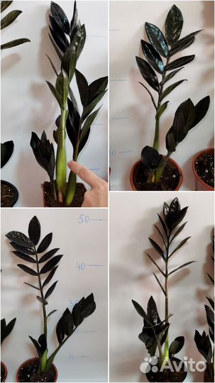 Чёрный Замиокулькас Равен, Чёрный Ворон