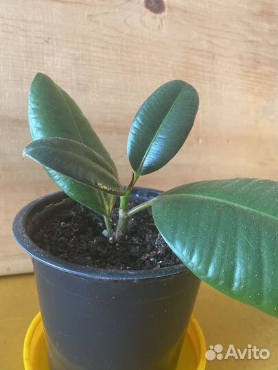 Фикус эластика