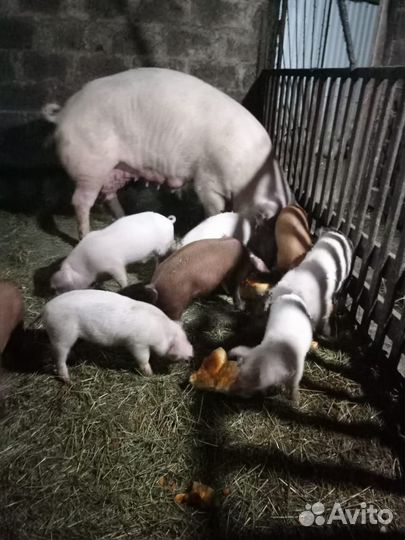 Поросята