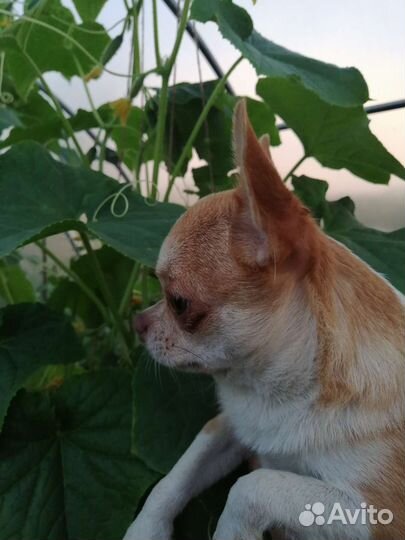 Вязка кобель чихуахуа