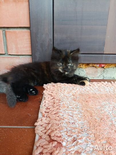 Котята пушистики в хорошие руки