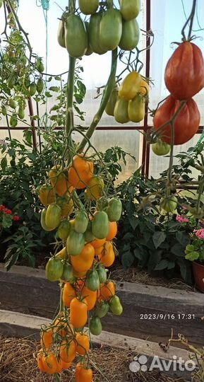 Семена томатов и перца