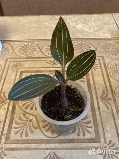 Орхидея лудизия