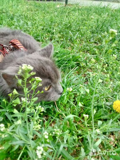 Кот ищет подругу