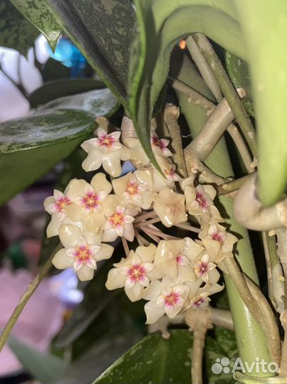 Хойя акута отростки