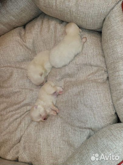 Померанский шпиц медвежьего типа