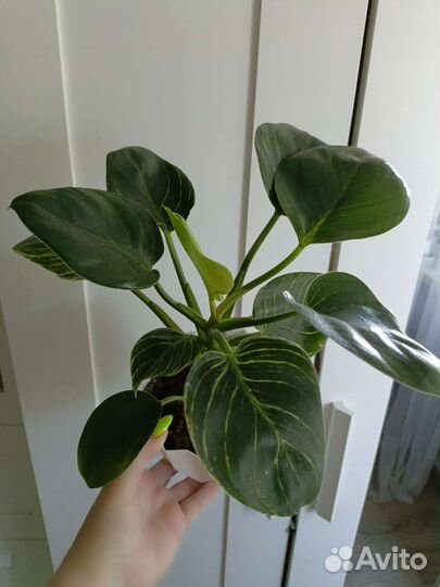 Филодендрон биркин вайт