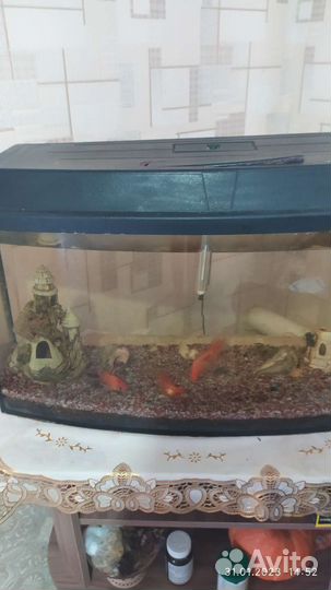 Аквариум