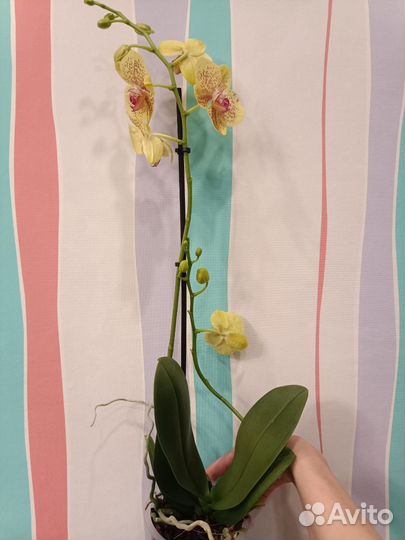 Орхидея цветущая в наличии