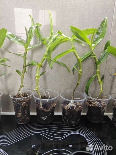 Орхидея Дендробиум нобиле белый. Есть много разных