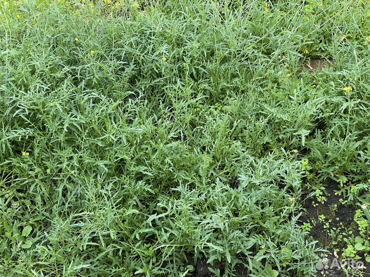 Руккола Орегано Лаванда Эстрагон