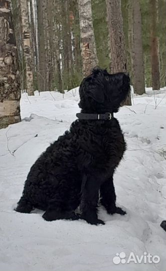 Русский черный терьер
