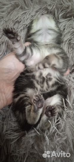 Шотландские котята