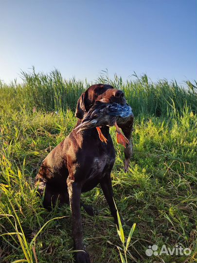 Курцхаар вязка