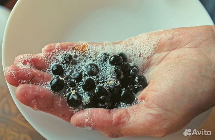 Сапиндус (мыльное дерево), семена на посадку