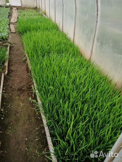 Сдаем зеленый лук оптом. Цена договорная
