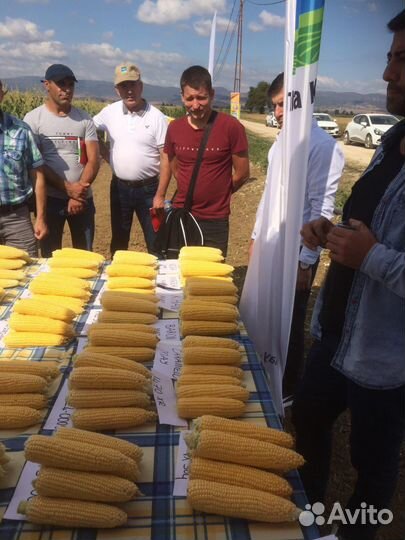 Семена гибридов сладкой кукурузы