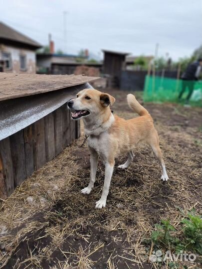 Мона - маленькая собака в добрые руки
