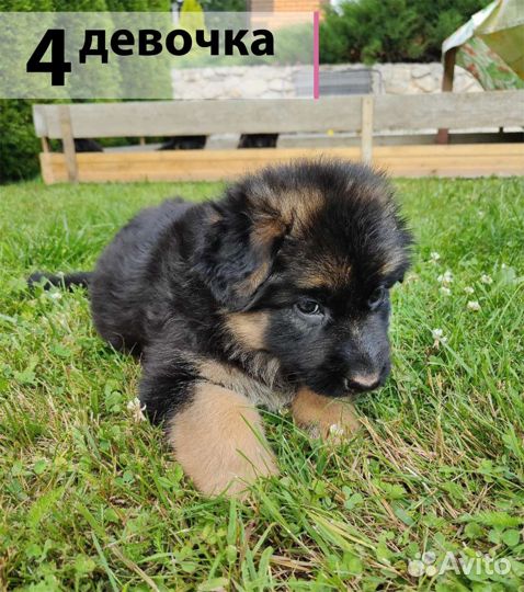 Щенки немецкой овчарки длинношерстной