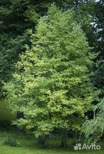 Ольха серая рассеченолистная «Лациниата»