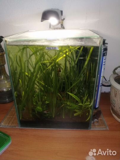 Аквариум