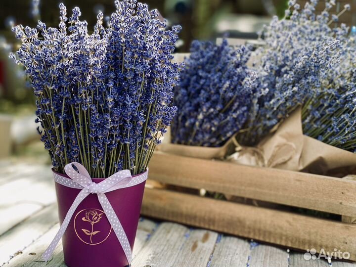 Лаванда сухоцвет