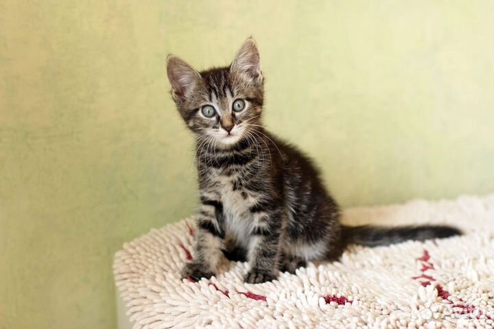 Котята малыши бесплатно в дар