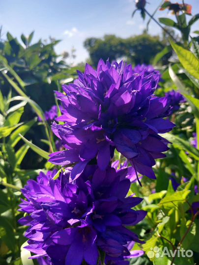 Многолетние цветы для сада