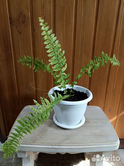 Нефролеписы