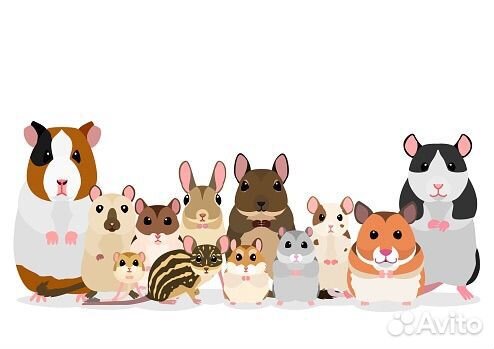 Ратолог выезд на дом 24/7