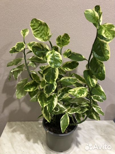 Педилантус