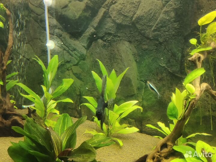 Аквариумные рыбки