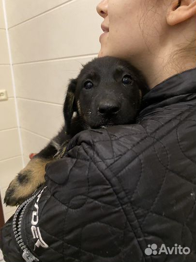 Щенок в добрые руки