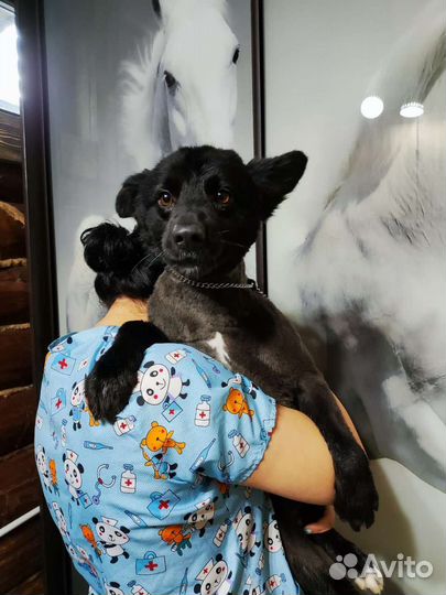 Собака бесплатно