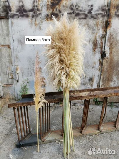 Пампасноя трава картодерия