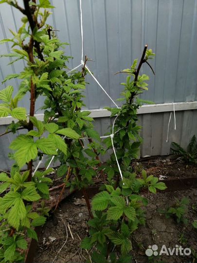 Ремонтантная малина