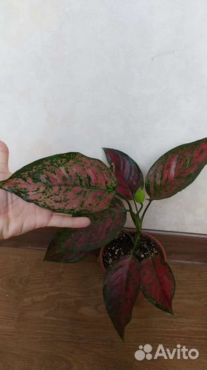 Аглаонема Корал Ред, уши слона